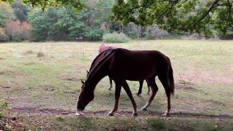 Horses-grazing-in-the-meadow-surrounded-by-forest