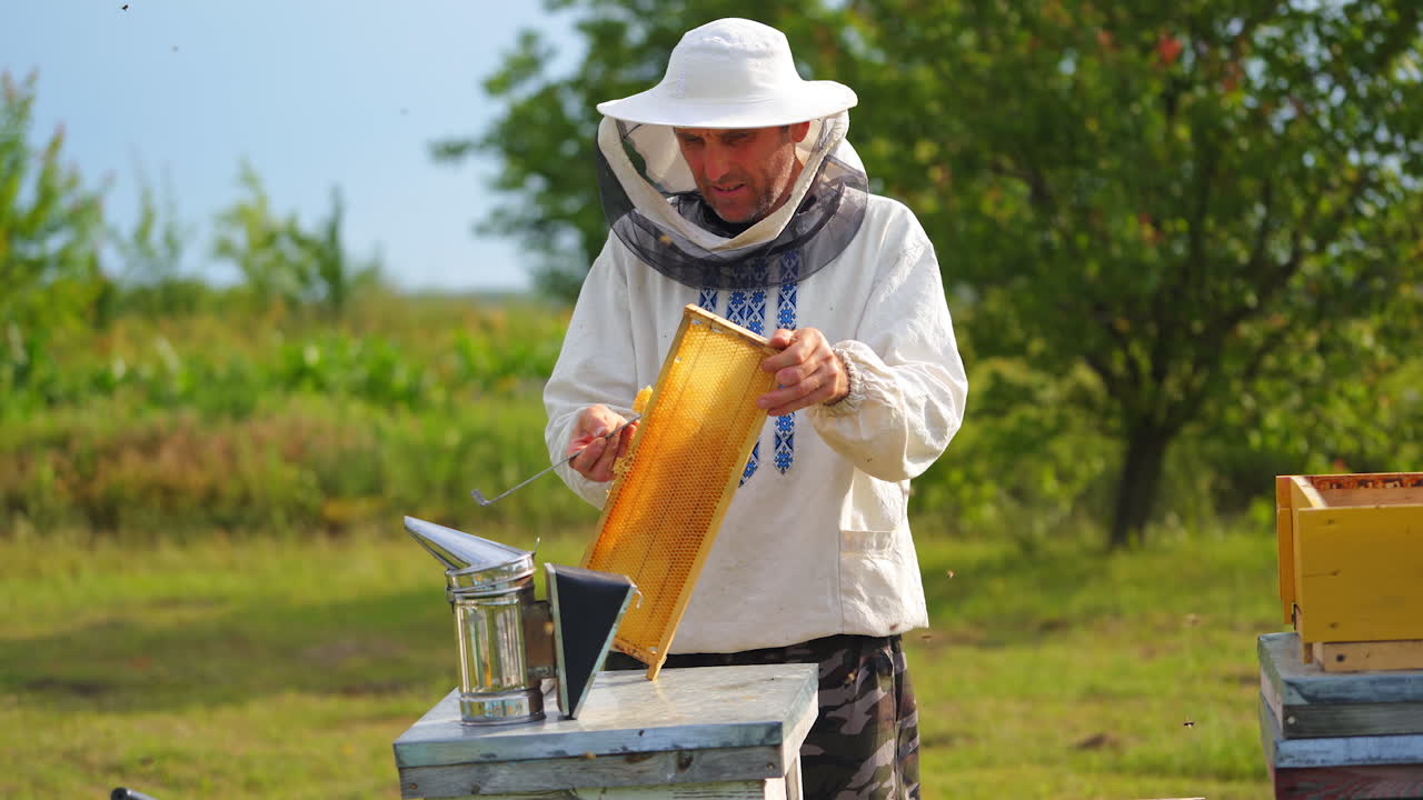 Male beekeeper with hive. The beekeeper examines bees in honeycombs.