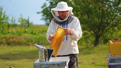 male beekeeper with hive. the beekeeper examines bees in honeycombs.