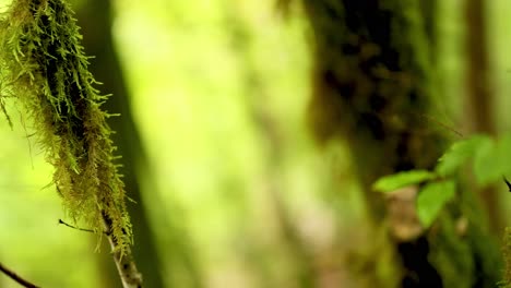 primer plano de una rama cubierta de musgo en un bosque exuberante