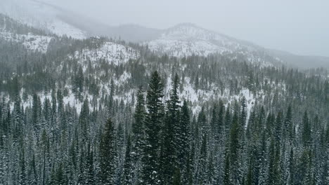 Drohnenaufnahme,-Die-Hohe-Kiefern-Inmitten-Schneebedeckter-Nadelwälder-Umkreist,-4k