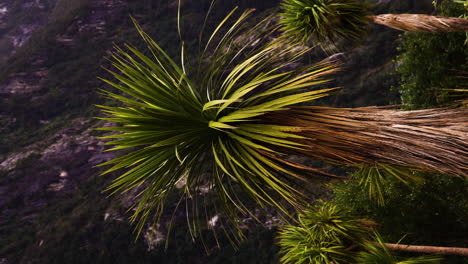 tall cabbage trees in new zealand landscape, vertical nature video