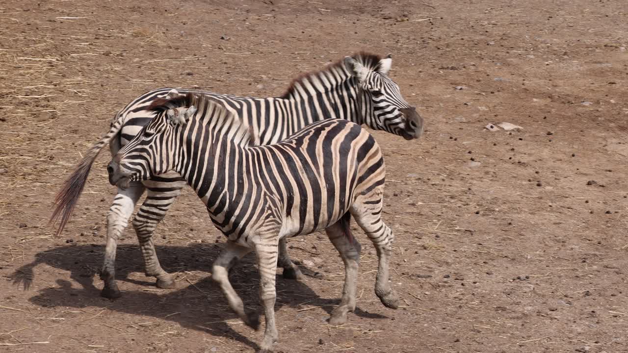 dos cebras interactuando y jugando a pelear