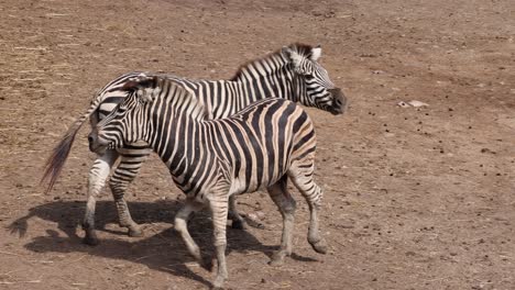 two zebras interacting and play fighting