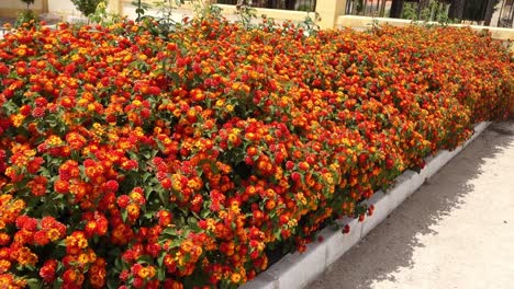 bed of orange, red and yellow flowers, short version