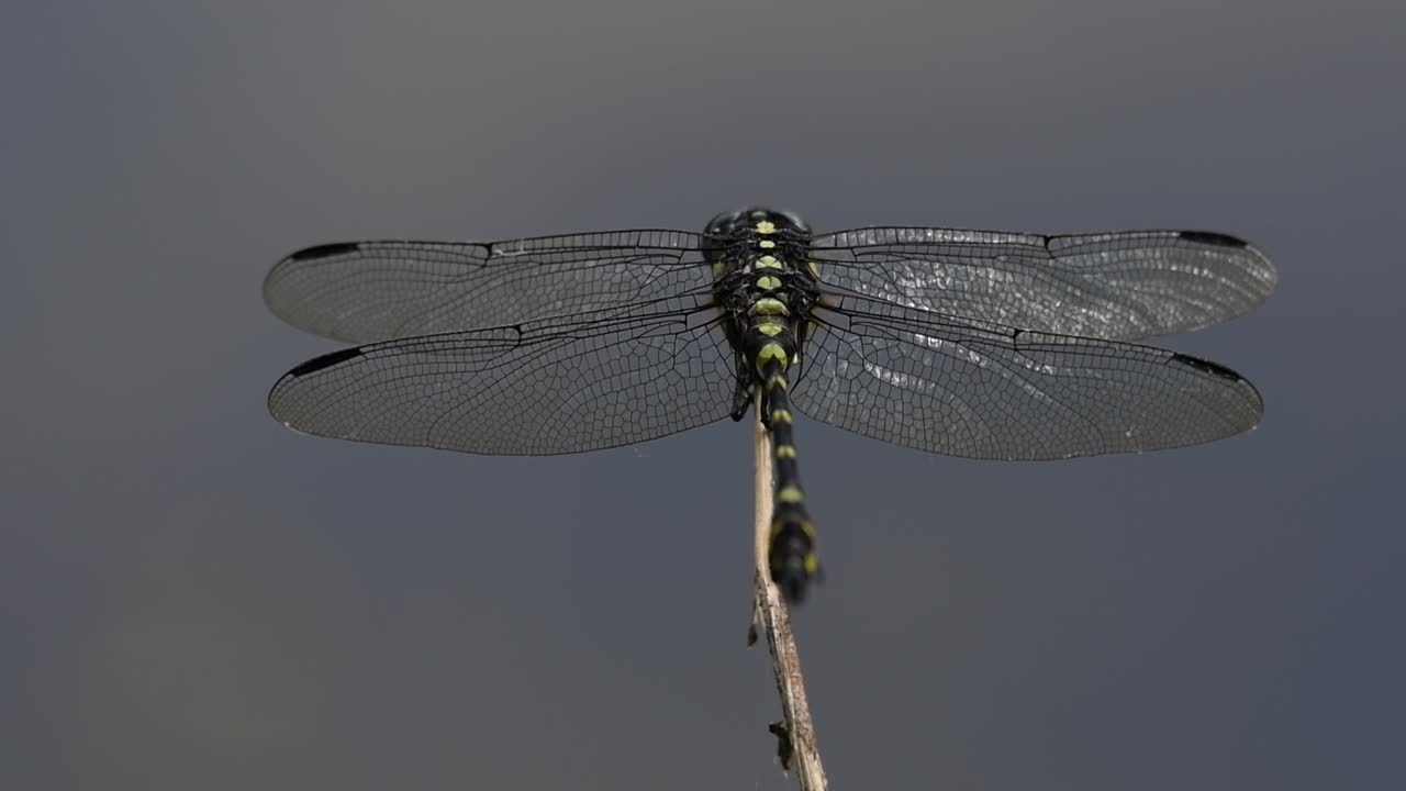 la libélula de cola de brida común se ve comúnmente en tailandia y asia