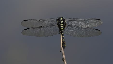 the common flangetail dragonfly is commonly seen in thailand and asia