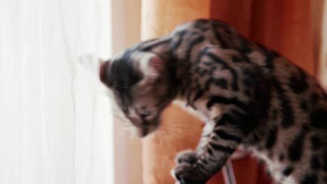 cute striped cat at home