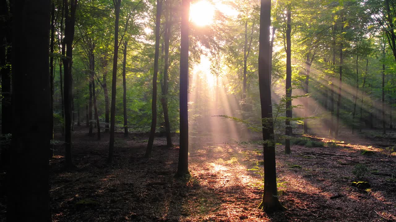 bosque con la luz del sol brillando a través de los árboles, veluwe, países bajos, al revés