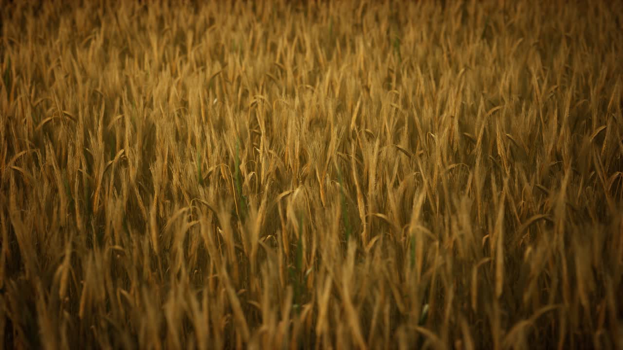 Ripe yellow rye field under beautiful summer sunset sky with clouds
