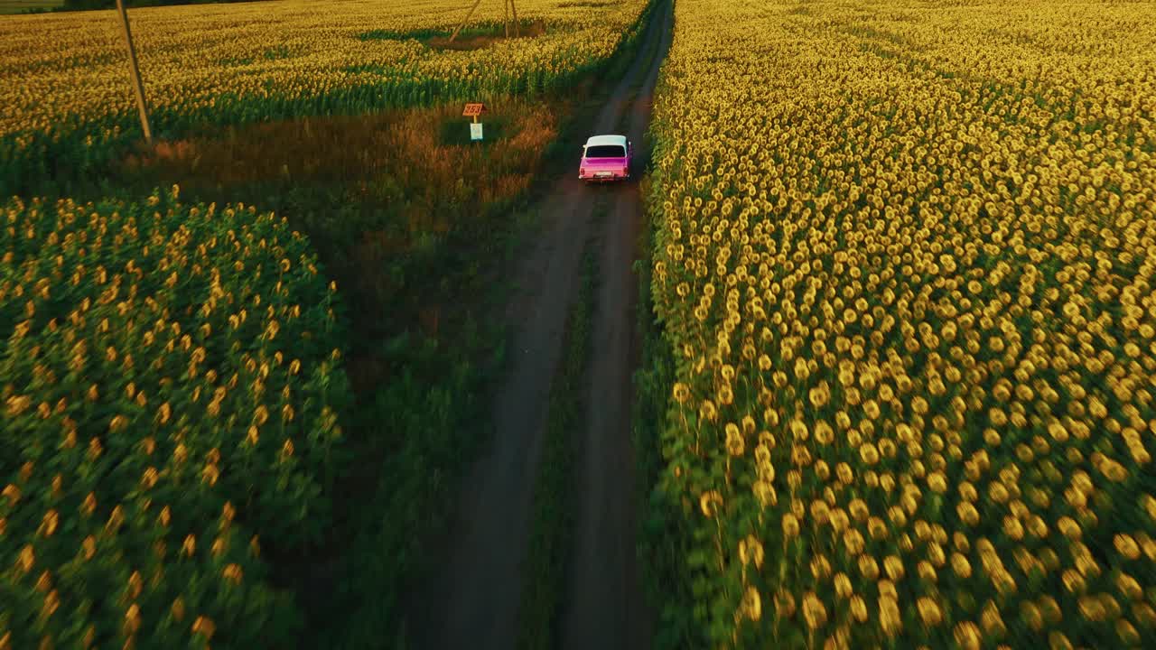 Vaaleanpunainen auto ajaa auringonkukkapellon läpi