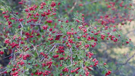 frutas de té maduras rojas en un árbol verde