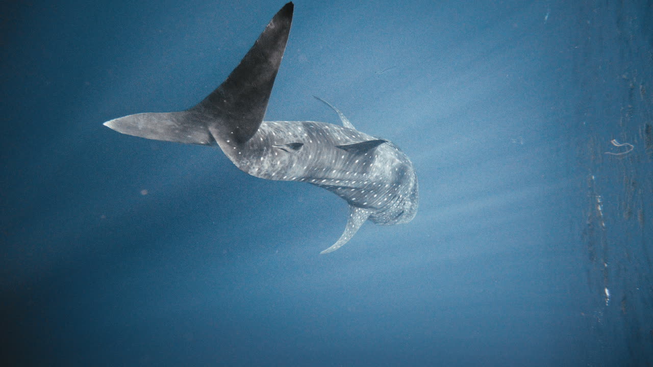 vista vertical de un tiburón ballena nadando cerca de la superficie del océano abierto con rayos de luz