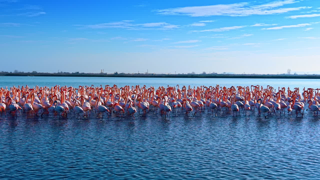 Flamencos rosados de pie en agua azul en un día soleado. Toma a la altura de los ojos de una colonia de flamencos en una laguna poco profunda con cielo azul claro