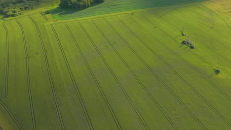 Aerial view of a green agricultural field with visible tractor tracks and crop lines on a sunny day