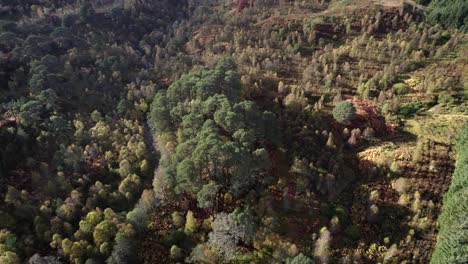 Un-Dron-Vuela-Directamente-Sobre-Un-Bosque-De-Abedules-En-Otoño-Mientras-Se-Inclina-Para-Mantener-Un-Fragmento-Aislado-Del-Antiguo-Bosque-De-Pinos-Escoceses-De-Caledonia-En-El-Marco-Central