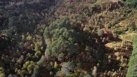 a drone flys directky over a birch forest in autumn while tilting to keep an isolated fragment of ancient caledonian scots pine forest in centre frame