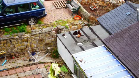 looking down at cats sleeping on cottage rooftop on rural countryside house