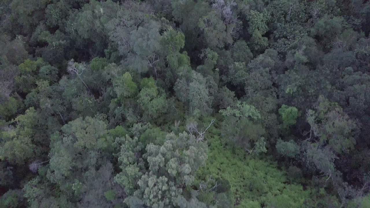 drone volando sobre el dosel de la selva amazónica en brasil