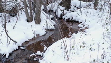 snow covered creek in the forest