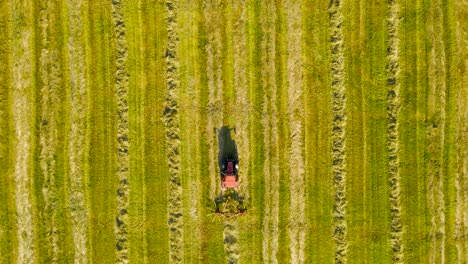 top down aerial drone footage of a red tractor harvesting cut hay in a pile of straight line so it can make hay bales on a sunny and grassy yellow and green farmfield. spinning blades collecting hay