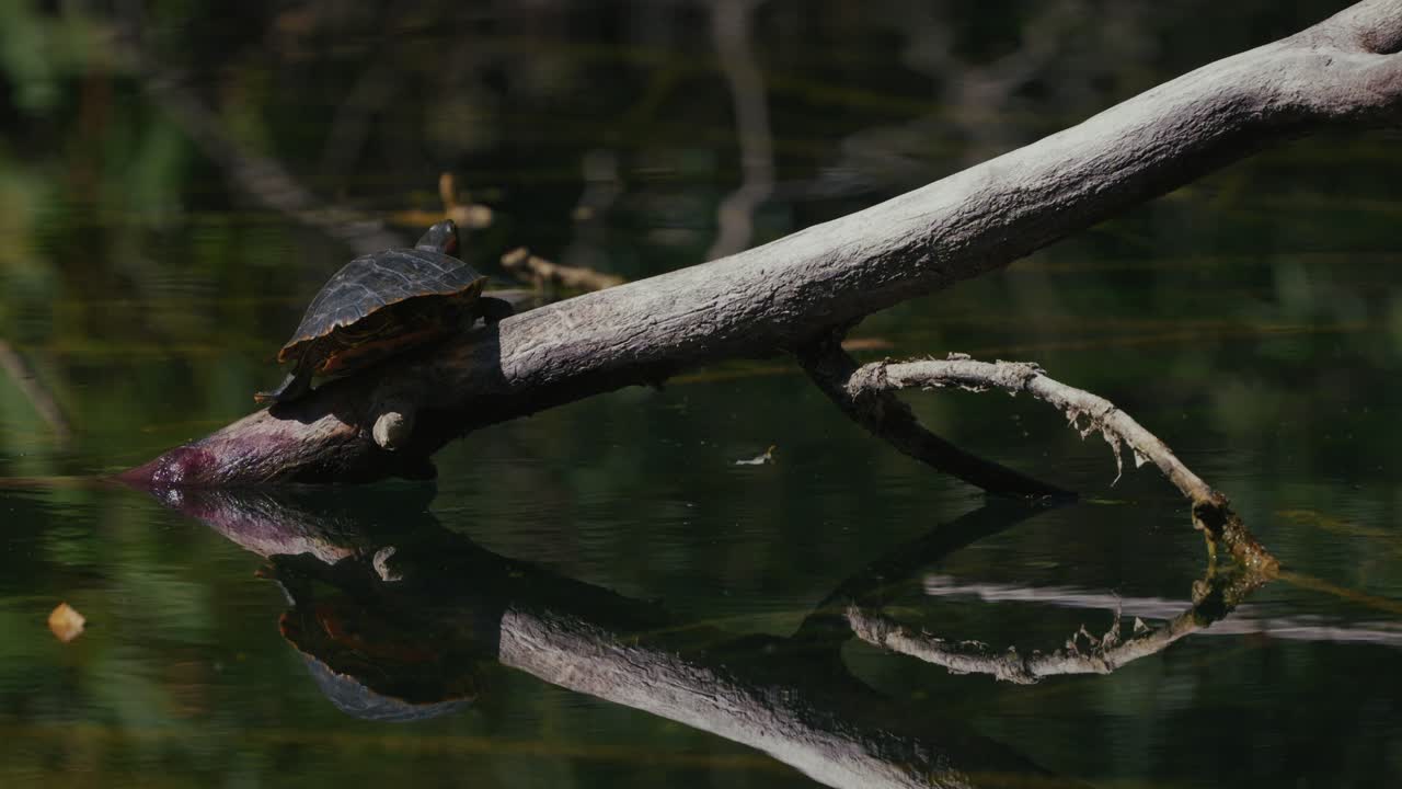Close-up of a turtle resting on a dry branch over calm reflective water at Jarun Lake in Zagreb, surrounded by natural green tones