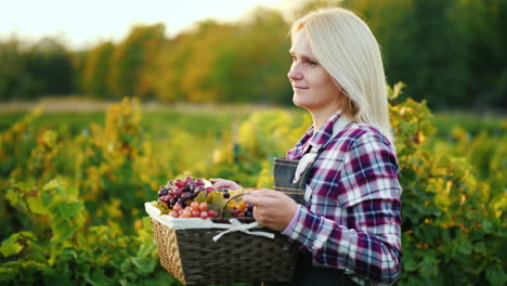 woman farmer with a basket of grapes goes along the vine steadicam shot