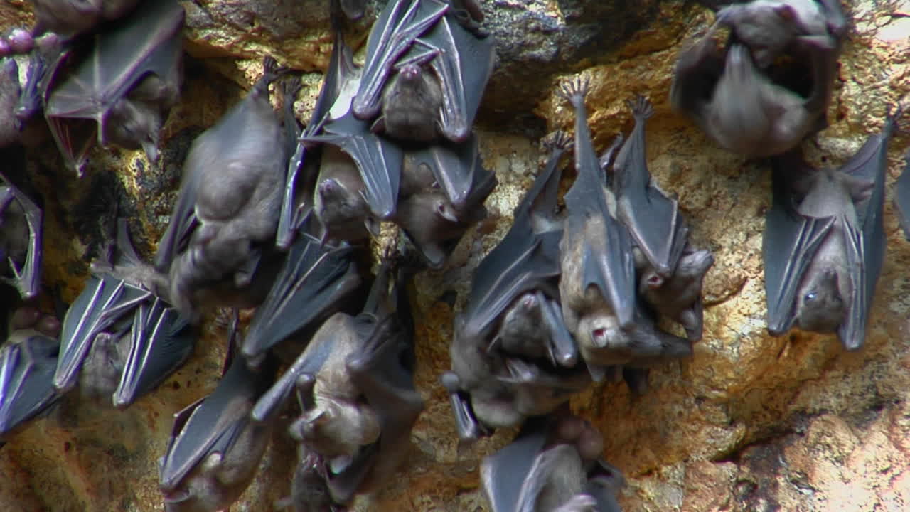 летучие мыши висят на стене в храме пура гоа лавах в индонезии 1