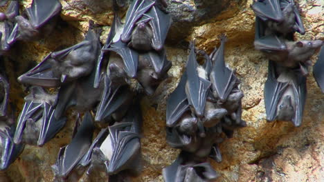 bats hang on a wall at the pura goa lawah temple in indonesia 1