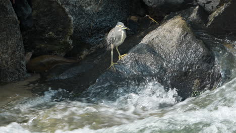 garza estriada de pie en la roca cerca de la orilla de un río que fluye