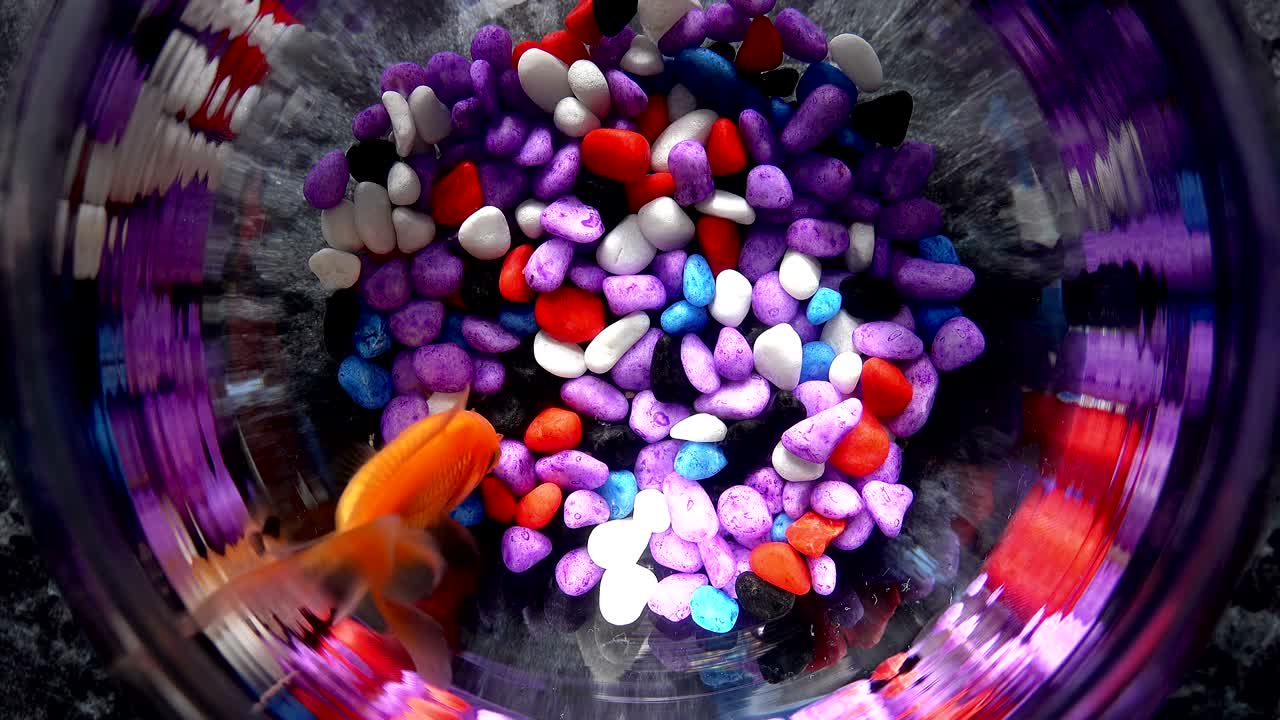 pez dorado en un acuario con piedras de colores