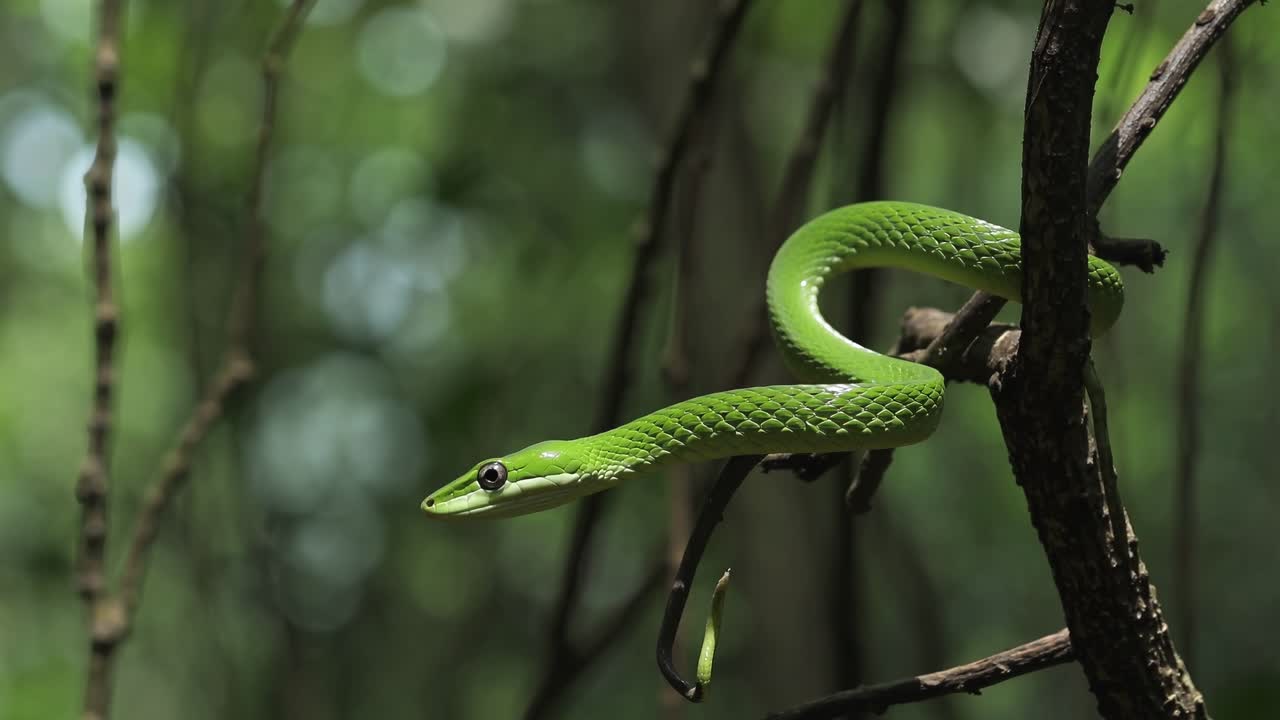 Close-up video of a vibrant green snake on a branch, shot from a side angle