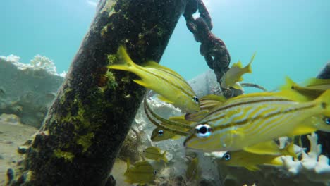 Gruppe-Kleine-Gelbe-Fischgruppe,-Die-Im-Blauen-Karibischen-Ozeanwasser-Stockvideo-In-4k-Hängt-I-Schöne-Kleine-Fische-Im-Karibischen-Ozeanstockvideo-In-4k-Qualität