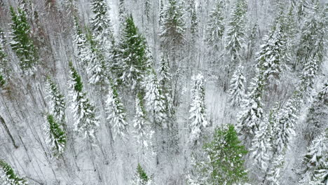 snowy forest from above