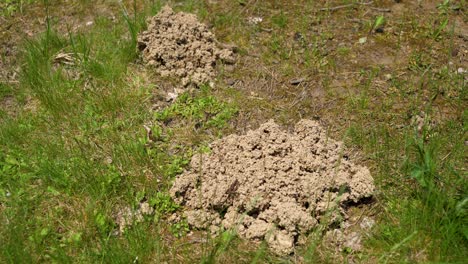 mole holes by the forest clearing