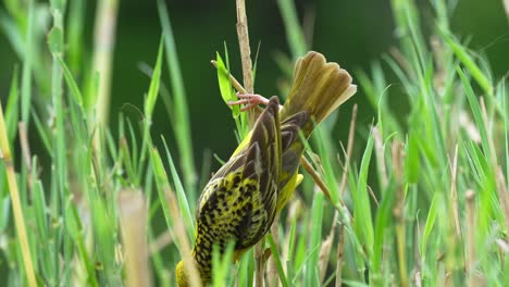 yellow southern masked weaver bird with black face and red eye collecting blades of grass as nesting material, medium shot