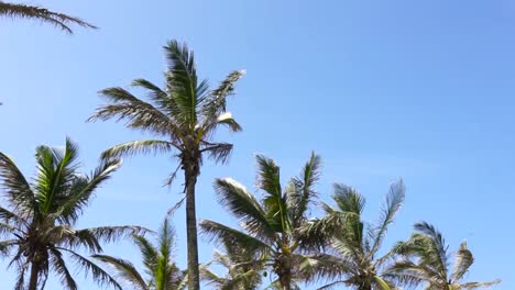 Palm-trees-blowing-in-wind,-close-up