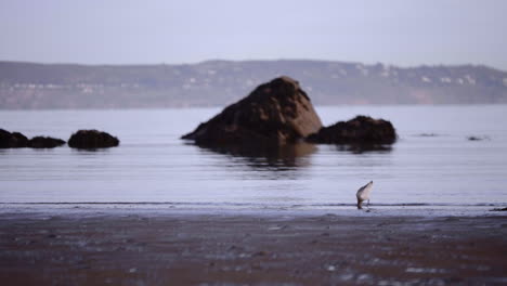 godwit bird at the shore of calm ocean water with sea stack during hazy morning in south ireland near dublin