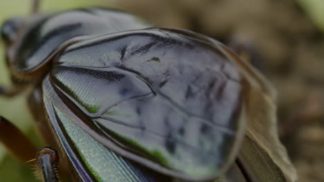 macro close-up of a beetle's wings and body