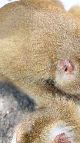 baby monkeys