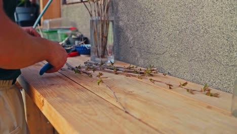 man cutting pruned twigs - close up