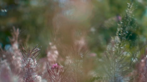 Verträumte-Blumenpartikel,-Die-Bei-Leichtem-Wind-Fliegen