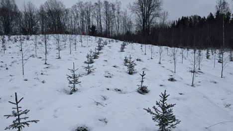 Verschneiter-Wald