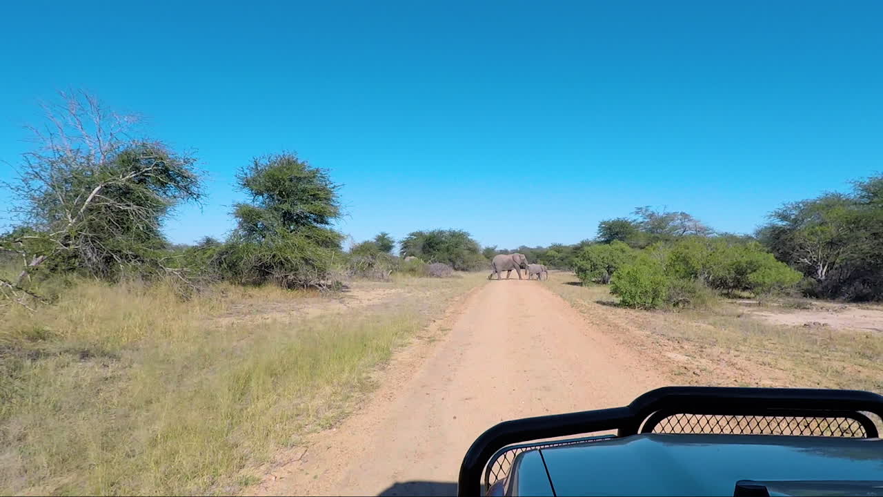 Elephants Crossing In The Road Of Kruger Park Adventure In South Africa