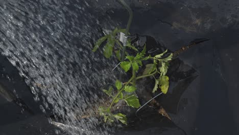 Regar-Las-Plántulas-De-Tomate-Con-Mantillo-De-Plástico-Negro-En-El-Huerto