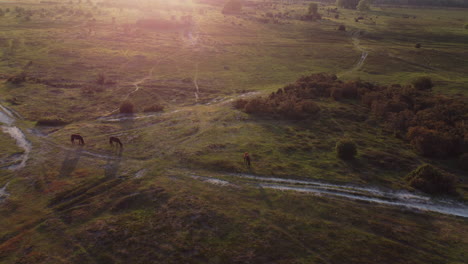 Aerial-shot-of-New-Forest-Ponies-in-the-UK-at-sunset