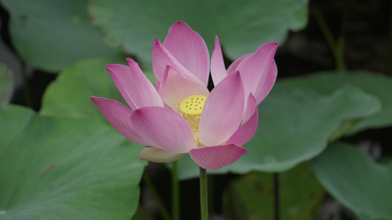 Pink lotus flower, beautiful natural elegance, tropical environment