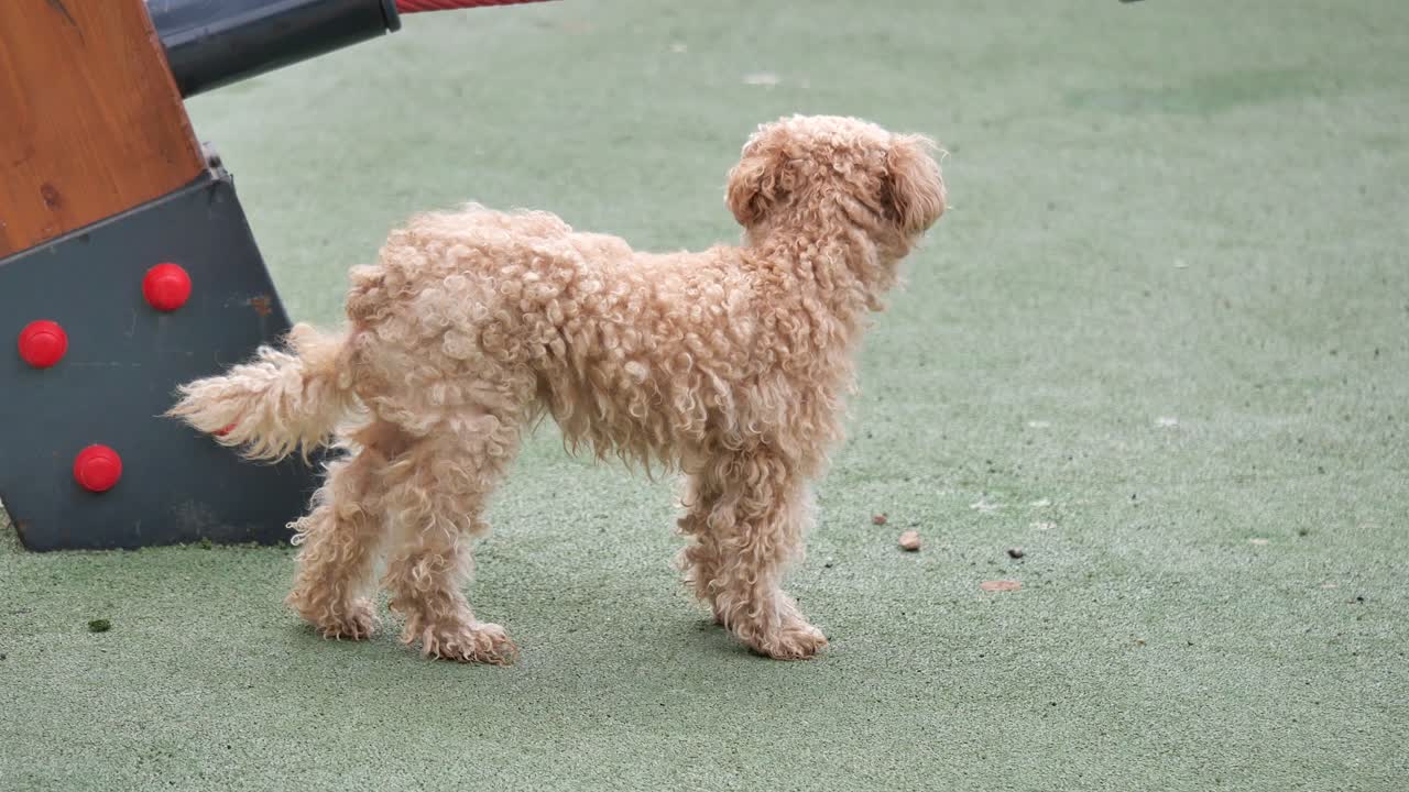 A poodle standing on a green surface