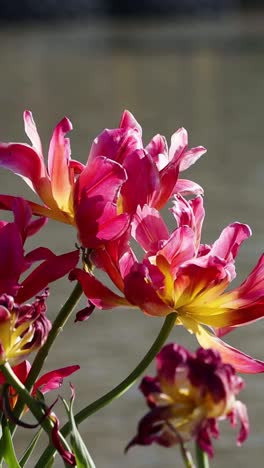 vibrant flowers swaying gently by the river