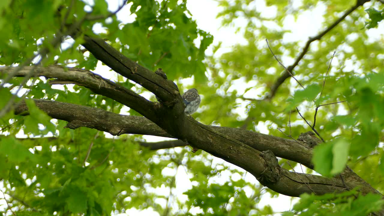 두꺼운 나뭇가지에 앉아 있는 동부 산 블루버드